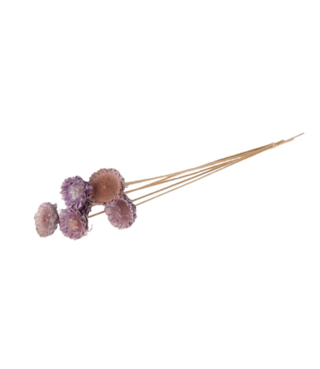 Tige lilas séchée Protea | Longueur 50 centimètres | Diamètre 6 centimètres | Commande par 6 branches