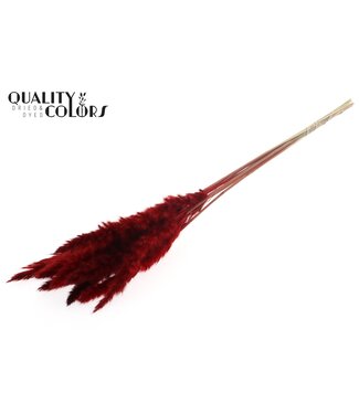QC Fluffy Pampas L80 10 st/bunch Red | Per 10 stuks