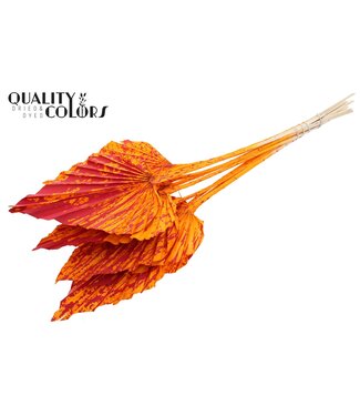 QC Gedroogde Palm Spear | Splashed Oranje Rode Palmbladeren in speervorm | Per 50 stuks