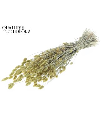 QC Phalaris per bunch Frosted Light Yellow ( x 20 )