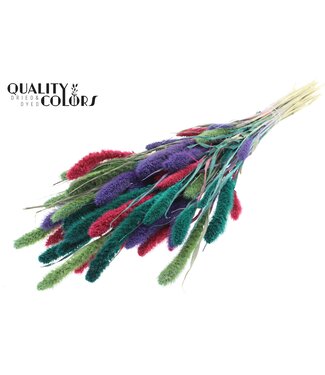 QC Setaria per bunch Colourful 7 ( x 6 )