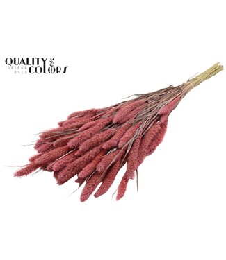 QC Setaria per bunch Frosted Pink ( x 15 )
