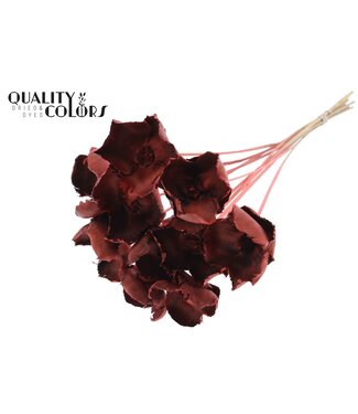 QC Palm Cup on stem Coral | Per 50 stuks