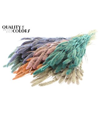 QC Setaria per bunch Pearl Mix ( x 6 )