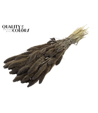 QC Setaria per bunch Frosted Grey ( x 6 )