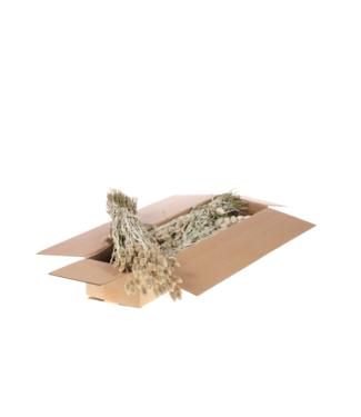 LDD Phalaris séchée | Shopbox White Misty fleurs séchées | Par 4 bottes