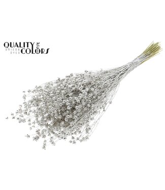 QC Lino Vlas p/bunch in poly Platina | Per 6 stuks