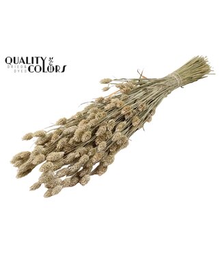 QC Phalaris per bunch Frosted White ( x 6 )