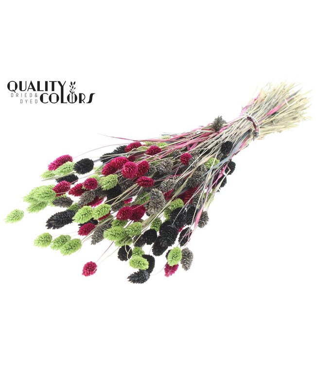 Phalaris per bunch Colourful 8 ( x 6 )