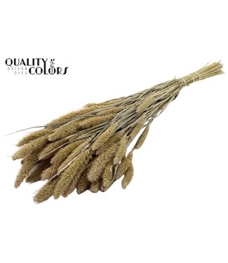 QC Setaria per bunch Frosted White | Per 15 stuks