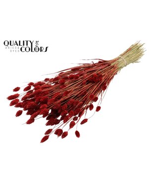 QC Phalaris per bunch Red ( x 20 )