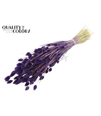 QC Phalaris per bunch Purple ( x 6 )