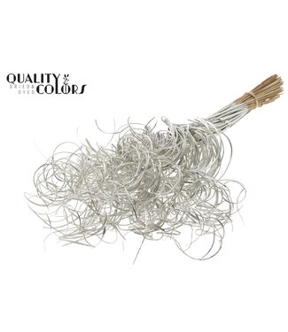 QC Palm Curly TT 3pc/tuft - 33 tuft/bunch Platina ( x 5 )