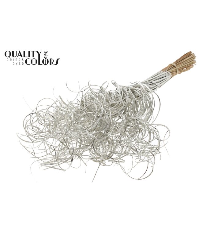Palm Curly TT 3pc/tuft - 33 tuft/bunch Platina ( x 5 )