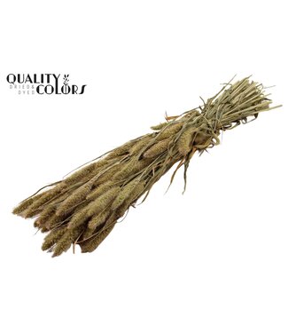 QC Setaria per bunch Natural | Per 15 stuks