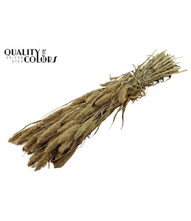 Setaria per bunch Natural ( x 15 )