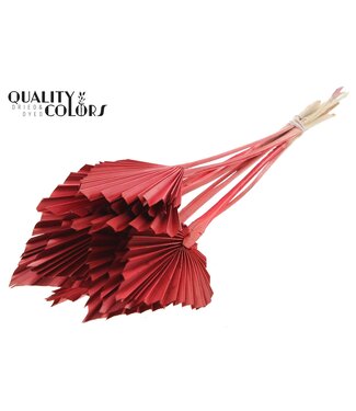 QC Palm Spear séchée | Feuilles de palmier rouges en forme de lance | Par 50 pièces