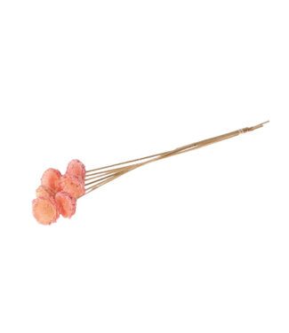4A Rosa getrocknete Protea-Stecker | Länge 50 Zentimeter | Durchmesser 6 Zentimeter | Pro 6 Zweige