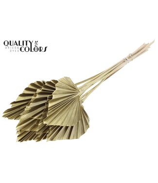 QC Getrockneter Palmenspeer | Goldfarbene Palmblätter in Speerform | Pro 50 Stück