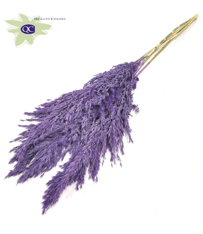 Milka Pampas Givré Plumes | Herbe de Pampas longueur 100 centimètres | 5 plumes par bouquet | Commande par 10 bouquets