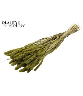 QC Setaria per bunch Light Green ( x 6 )