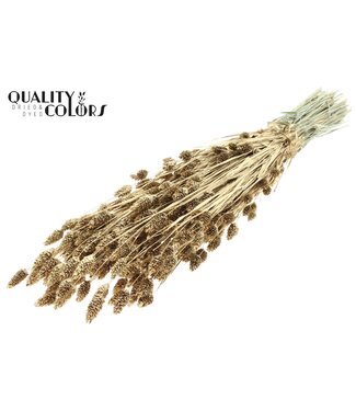 QC Phalaris per bunch Antique Gold + Glitter ( x 6 )