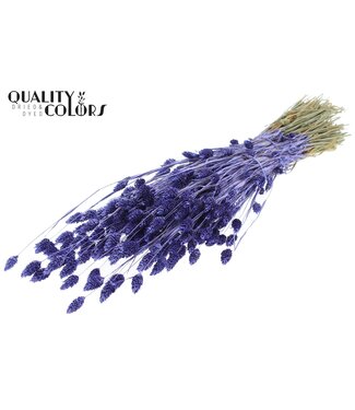 QC Phalaris per bunch Metallic Purple ( x 6 )