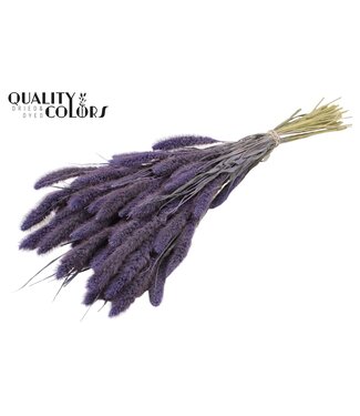 QC Setaria per bunch Frosted Milka | Per 6 stuks