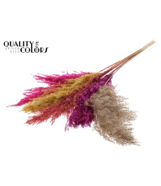 QC Mélange de Citrouille Plumes de Pampas | Herbe de Pampas longueur 100 centimètres | 5 plumes par bouquet | Par 10 bouquets