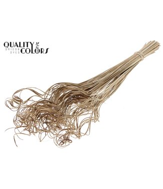 QC Palm Curly TT 100pc per bunch Natural ( x 5 )