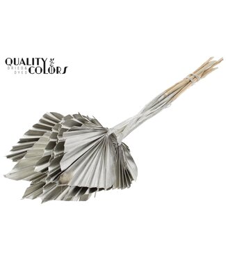 QC Getrockneter Palmenspeer | Platinafarbene Palmblätter in Speerform | Pro 50 Stück