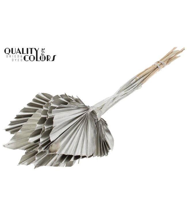 Getrocknete Palm Spear | Platinafarbene Palmblätter in Speerform | Pro 50 Stück bestellbar