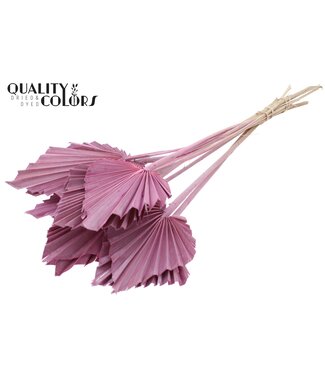 QC Getrocknete Palm Spear | Gefrostete rosa Palmblätter in Speerform | Pro 50 Stück