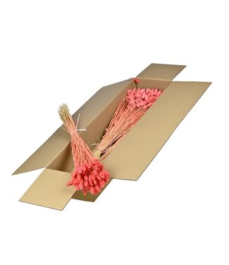 LDD Getrocknete Phalaris | Shopbox Rosa gebleichte Trockenblumen | Pro 5 Bündel