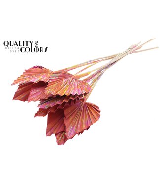 QC Getrocknete Palm Spear | Cerise Mix Palmblätter in Speerform | Pro 50 Stück