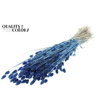 QC Phalaris per bunch Pearl Blue ( x 6 )