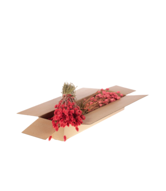 LDD Phalaris séchée | Shopbox Fleurs séchées roses | Par 4 bouquets