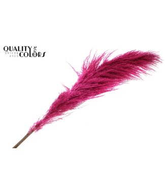 QC Pampas Grass ± 175cm p/pc in poly Cerise ( x 10 )