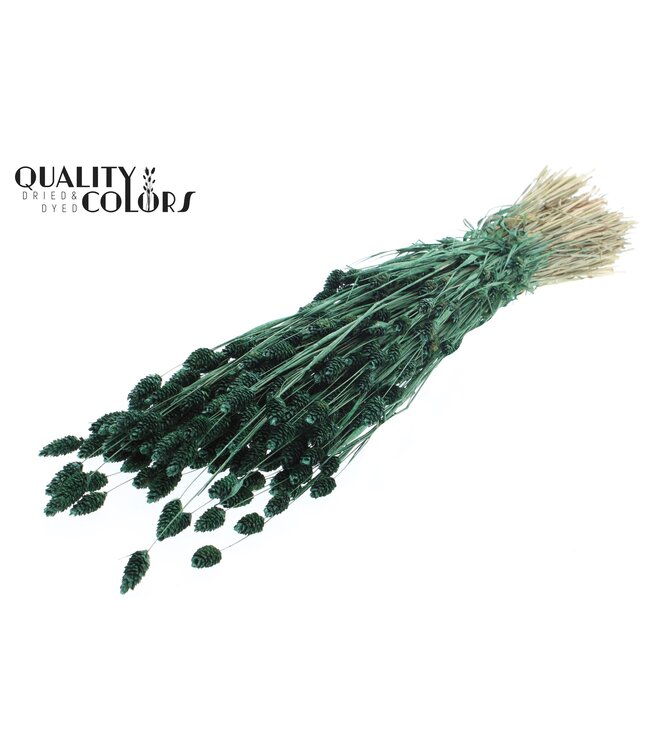 Phalaris per bunch Pearl Green ( x 6 )