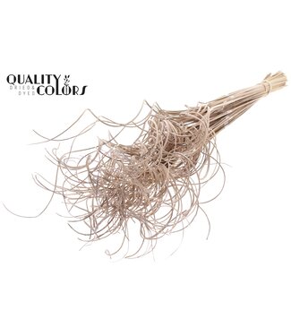 QC Palm Curly TT 3pc/tuft - 33 tuft/bunch Frosted White ( x 5 )