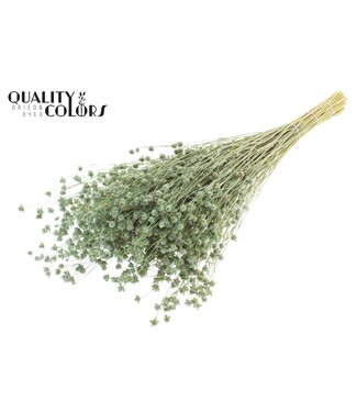 QC Lino Vlas p/bunch in poly Frosted Mint Green | Per 6 stuks