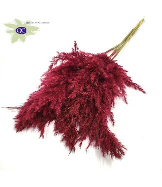 QC Plumes de Pampas Bourgogne | Herbe de Pampas longueur 100 centimètres | 5 plumes par bouquet | Par 10 bouquets