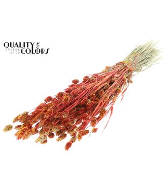 QC Phalaris per bunch Multicolour Red | Per 6 stuks