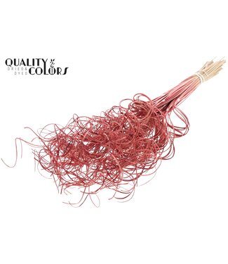 QC Palm Curly TT 3pc/tuft - 33 tuft/bunch Red ( x 5 )