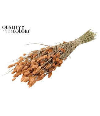 QC Phalaris per bunch Frosted Salmon | Per 20 stuks