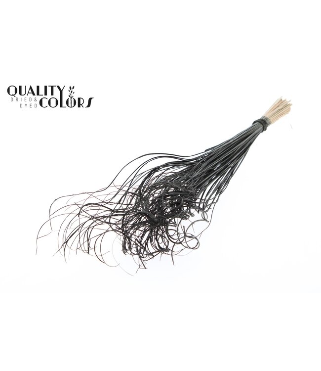 Palm Curly TT 100pc per bunch Black ( x 5 )
