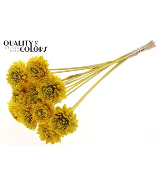 QC Shola Zinia 6cm on stem Yellow ( x 50 )
