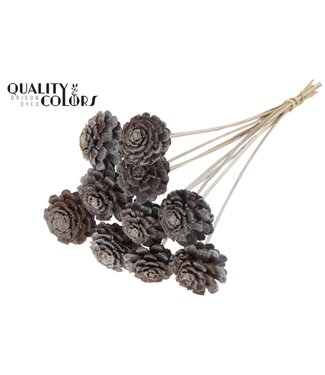 QC Pine cone cut 5-7cm on stem Frosted White | Per 50 stuks