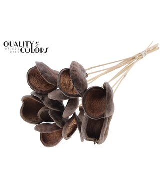 QC Badam on stem Natural | Per 50 stuks