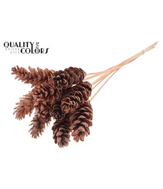 QC Strobus 10-15cm on stem Frosted Salmon | Per 50 stuks
